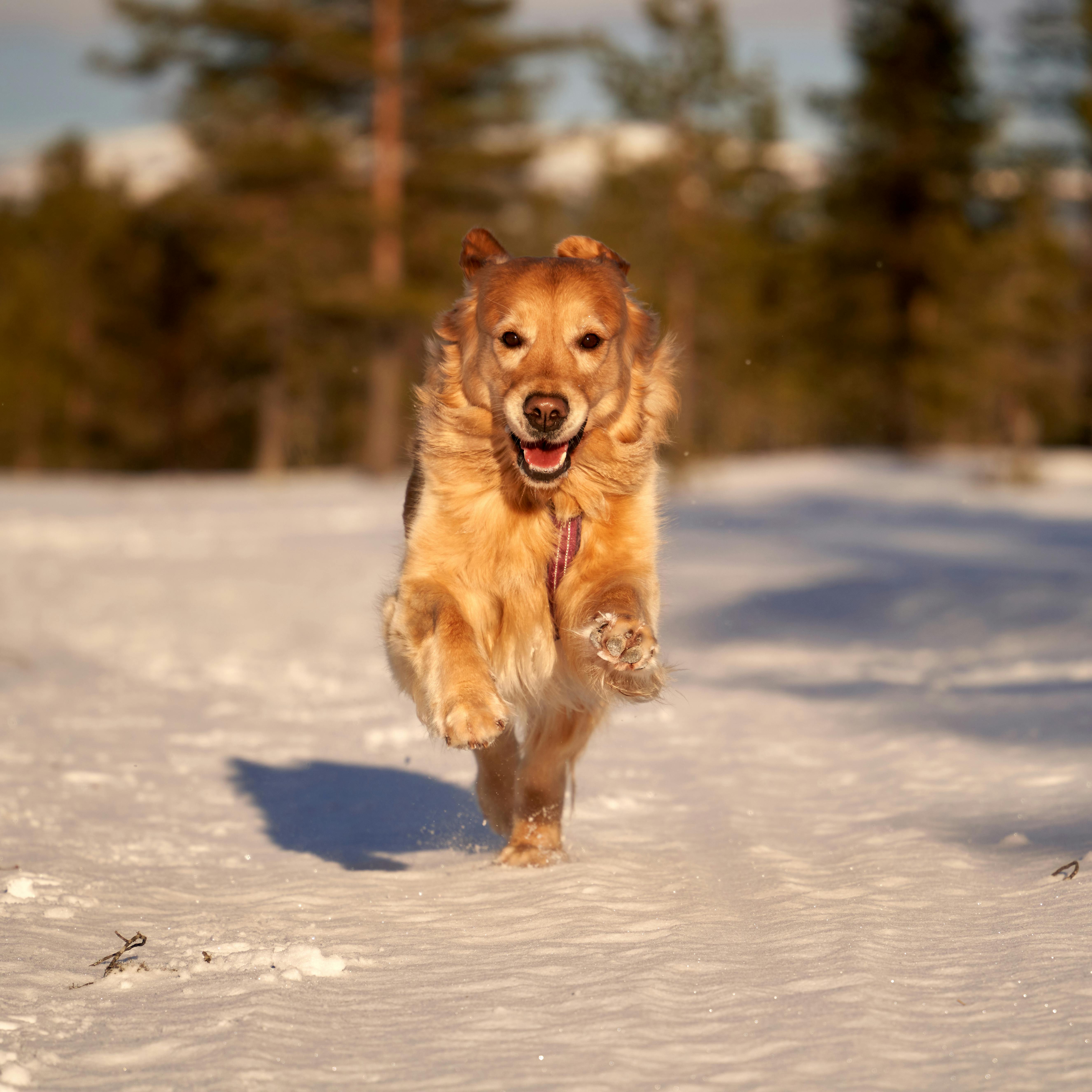 Perro feliz jugando por consumir aceite de salmón